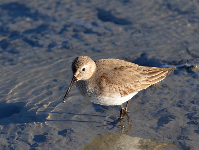 Dunlin