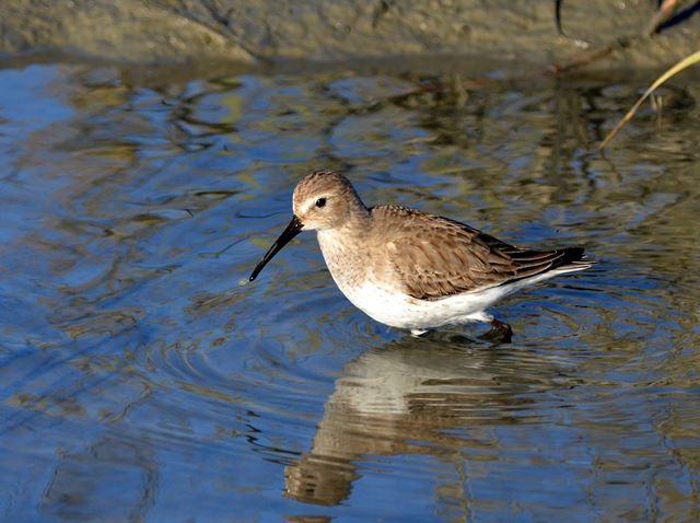 Dunlin