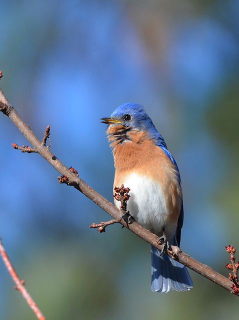 Eastern Bluebirds