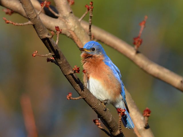 Eastern Bluebirds