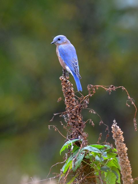 Eastern Bluebird