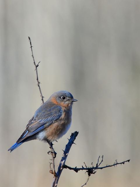 Eastern Bluebird