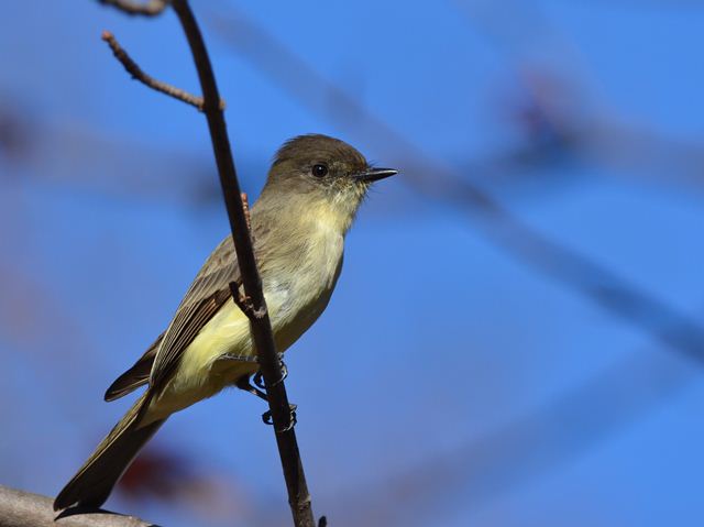 Eastern Phoebes