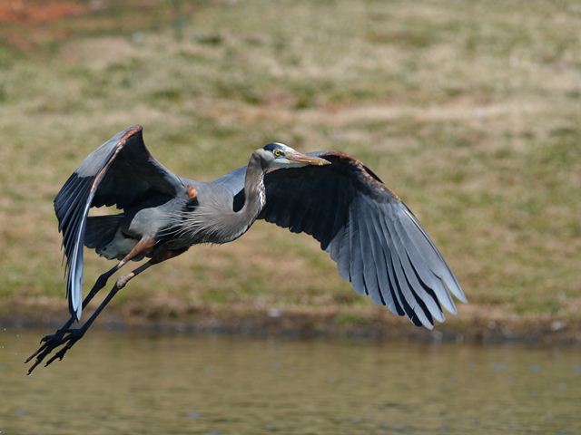 Great Blue Heron