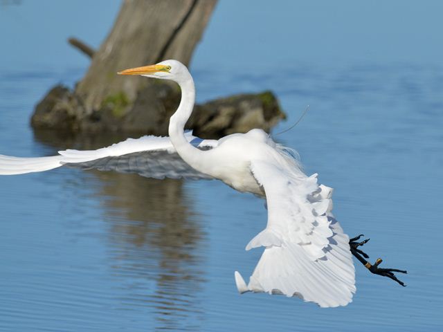 Great Egrets