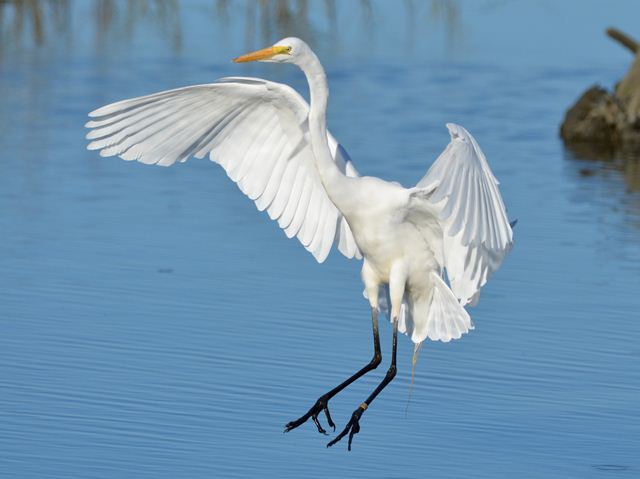 Great Egrets