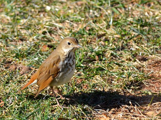 Hermit Thrush