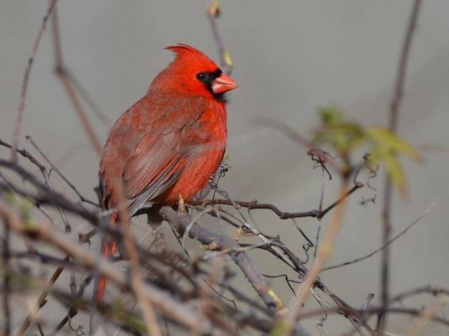 Northern Cardinal