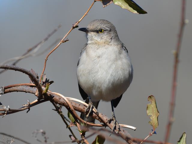 Northern Mockingbird