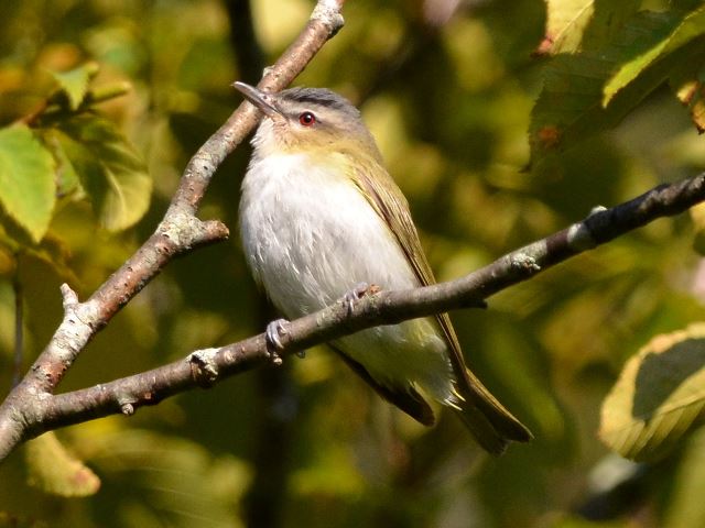 Red-eyed Vireo