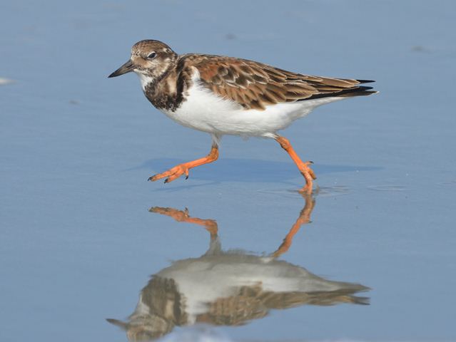 Ruddy Turnstone