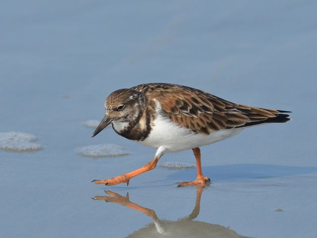 Ruddy Turnstone