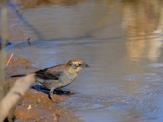 Rusty Blackbirds