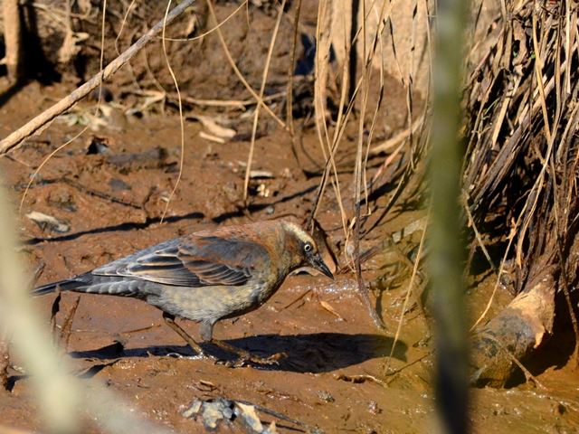 Rusty Blackbirds