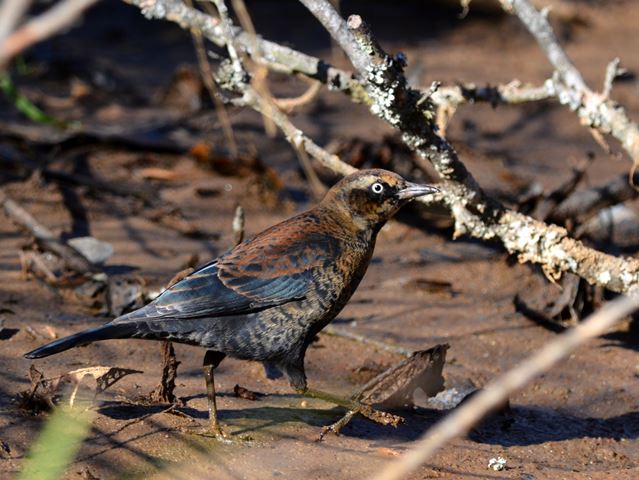 Rusty Blackbirds