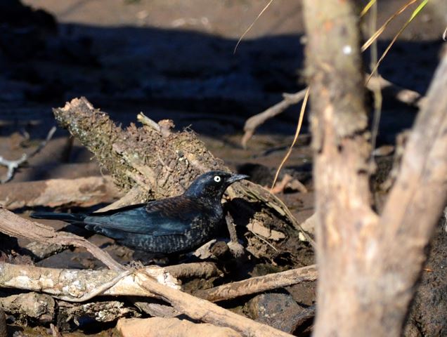 Rusty Blackbirds