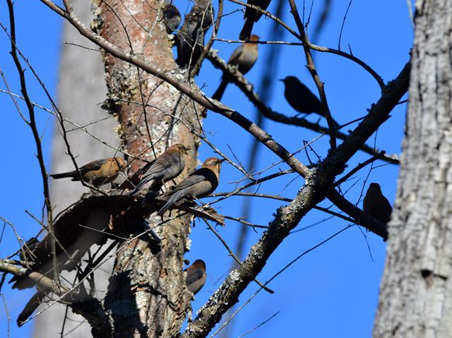 Rusty Blackbirds