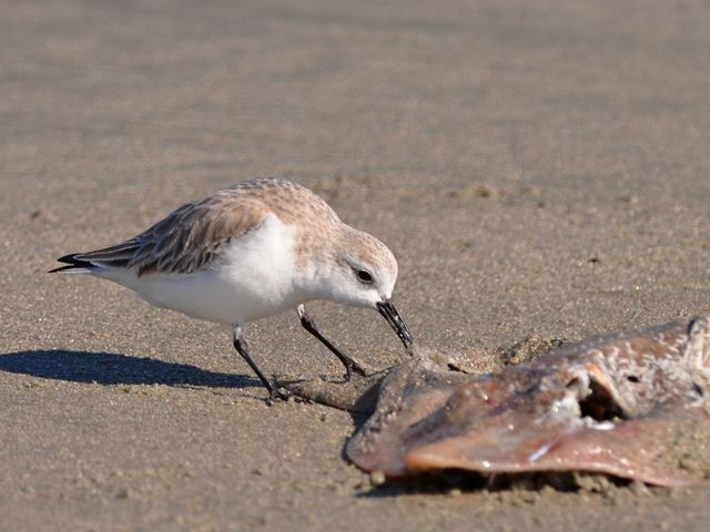 Sanderling