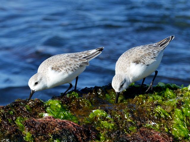 Sanderling