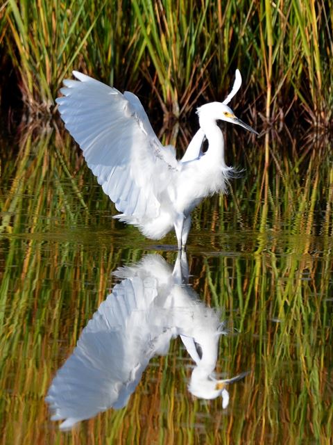 Snowy Egret