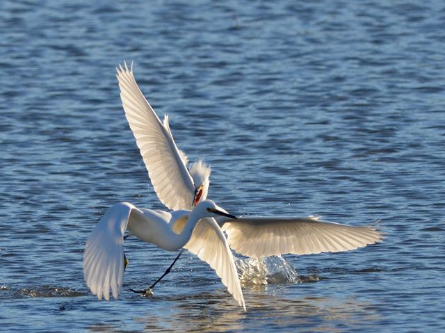 Snowy Egrets