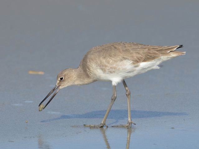 Willets