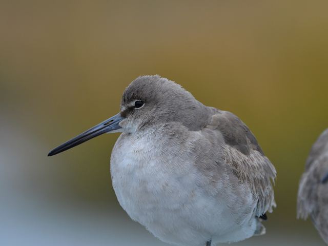 Willets