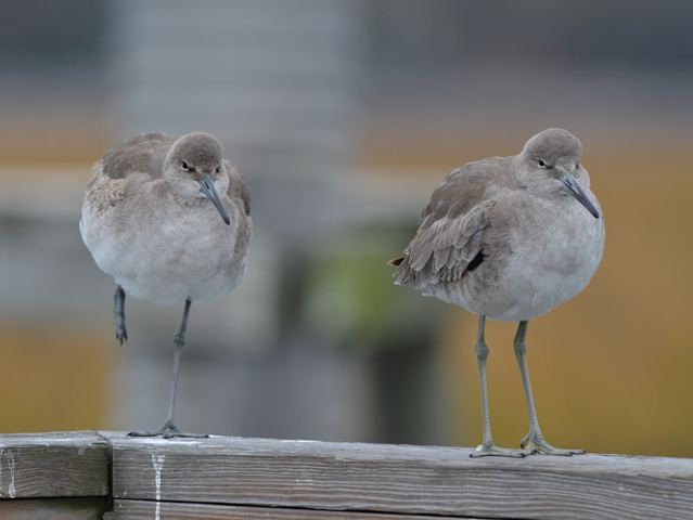 Willets