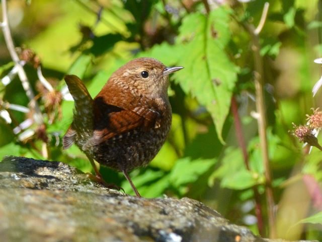 Winter Wren