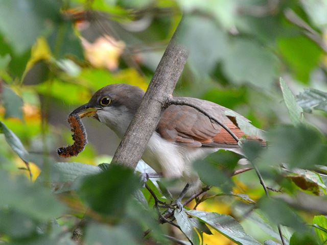 Yellow-billed Cuckoo