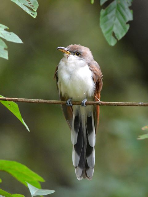 Yellow-billed Cuckoo