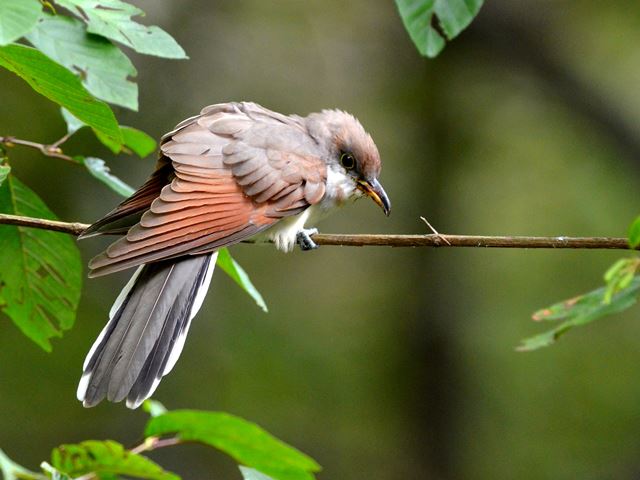 Yellow-billed Cuckoo