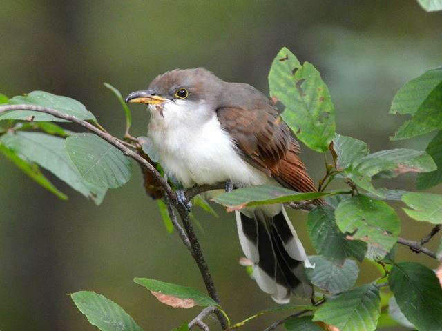 Yellow-billed Cuckoo