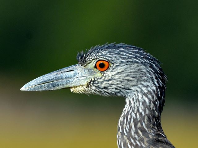 Yellow-crowned Night-Herons