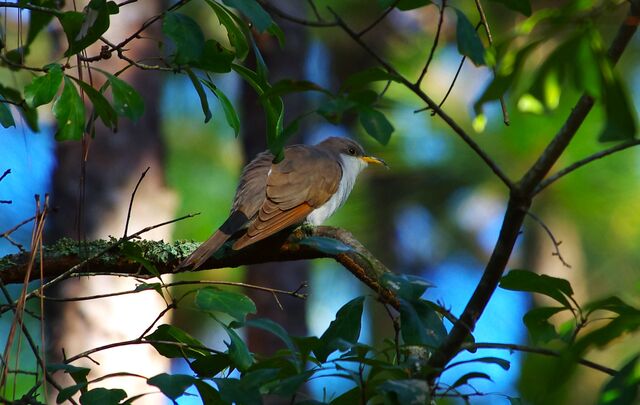 Yellow-billed Cuckoo