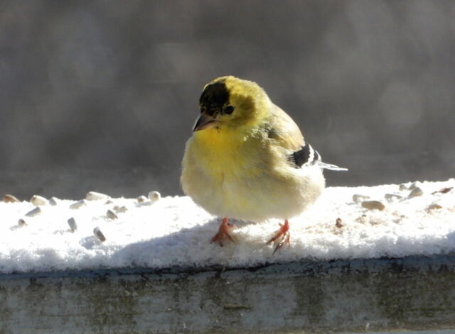 American Goldfinch