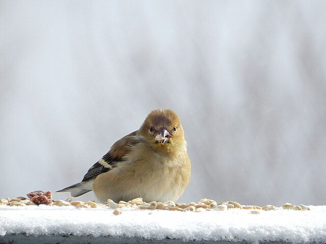 American Goldfinch