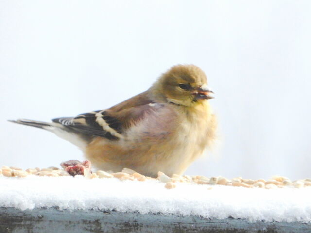 American Goldfinch