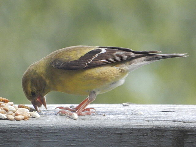 American Goldfinch