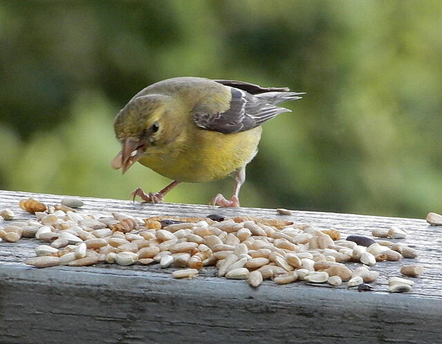 American Goldfinch