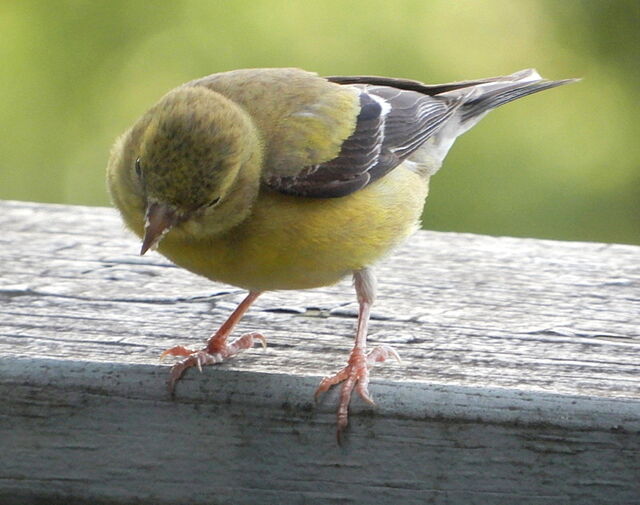 American Goldfinch