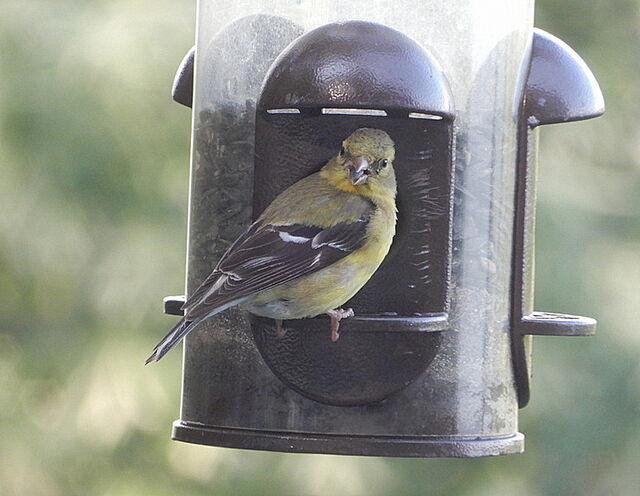 American Goldfinch