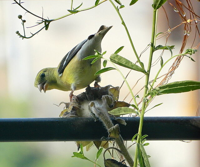 American Goldfinch