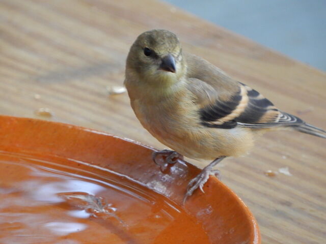 American Goldfinch