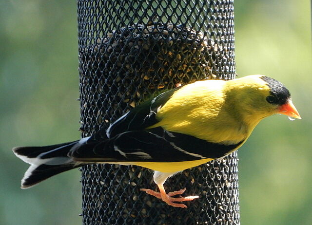 American Goldfinch