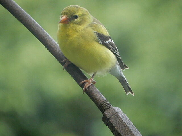 American Goldfinch