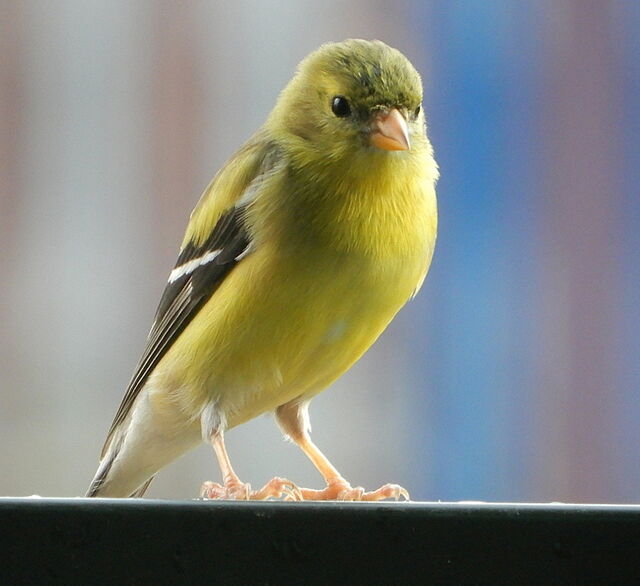 American Goldfinch