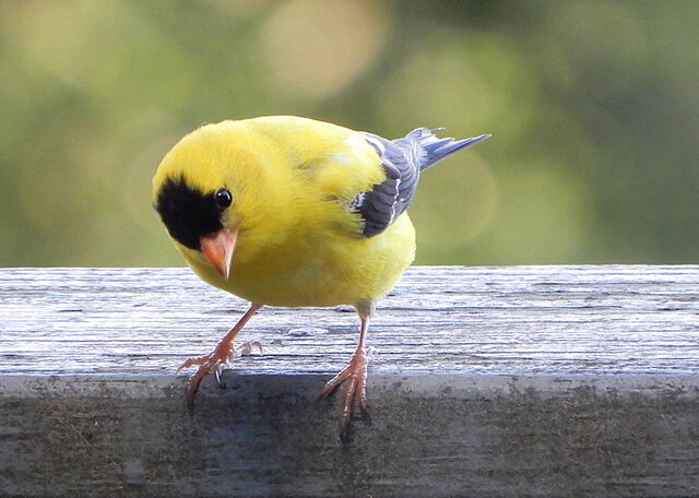 American Goldfinch