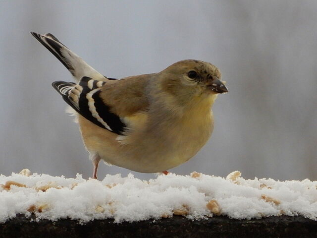 American Goldfinch