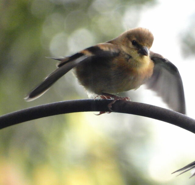 American Goldfinch